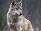 Diffusione dei lupi dei lupi e tutela della pubblica incolumità - vademecum